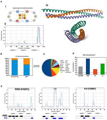 Coiled-Coil Motifs of RNA-Binding Proteins: Dynamicity in RNA Regulation